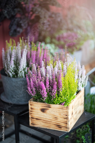 Heather flowers in a wooden box outdoors