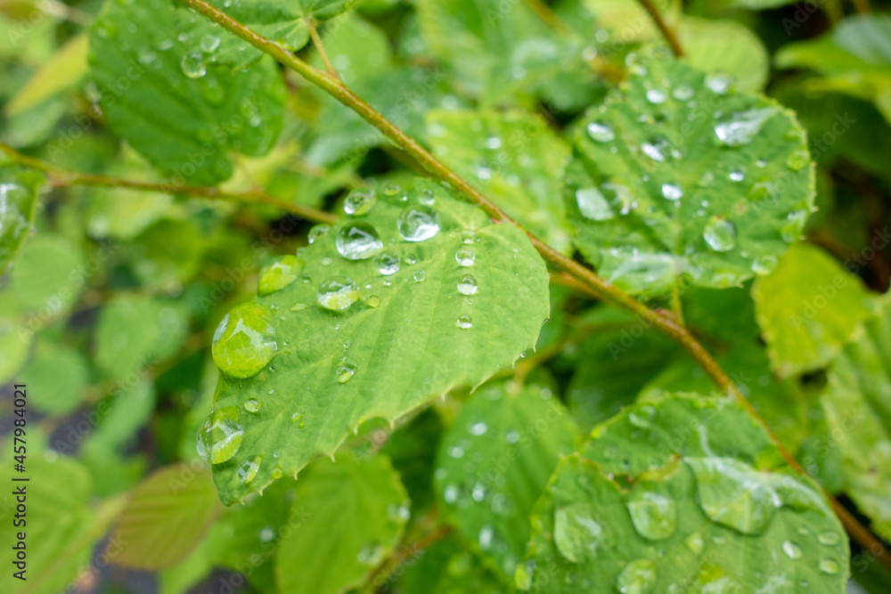 水滴がのった葉っぱ
水滴がのった葉っぱ