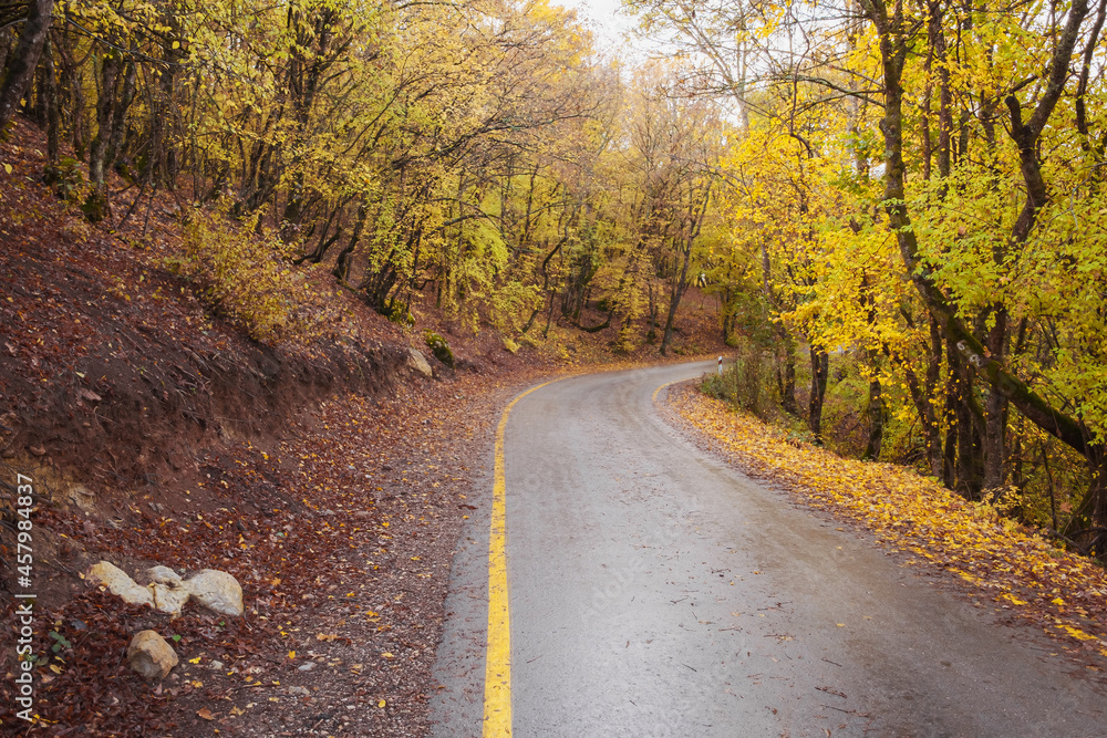 Obraz premium landscape autumn season in rainy day Travel and yellow leaves. Transportation. Empty highway in foggy woodland. Fall Road Trip