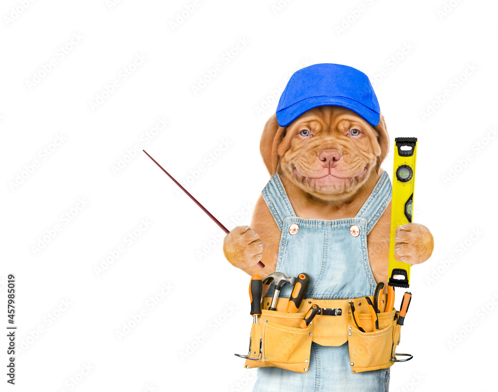 Happy mastiff puppy worker with blue cap and tool belt holding spirit level and pointing away on empty space. Isolated on white background Happy mastiff puppy worker with blue cap and tool belt holding spirit level and pointing away on empty space. Isolated on white background
