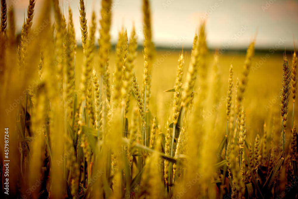 Fototapeta premium Yellow grain ready for harvest growing in a farm field