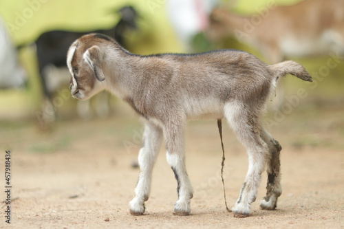 New Born Goat Kid Hd image
