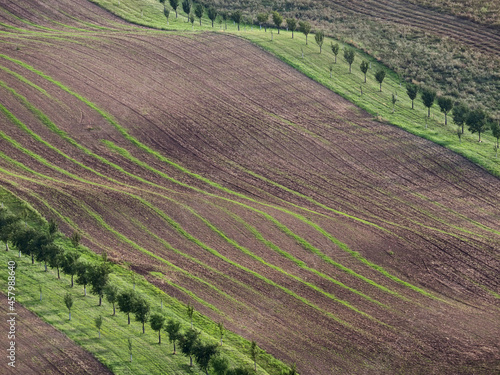 Strips with fruit trees as protection against soilt erosion, South Moravia, Czech republic photo