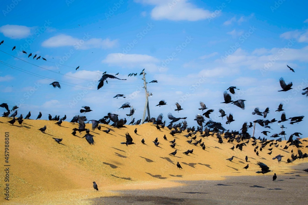 A flock of crows dine on a large pile of grain.