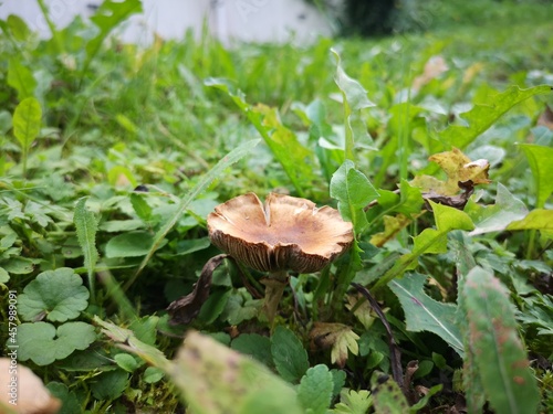 Moshroom  in garden photo