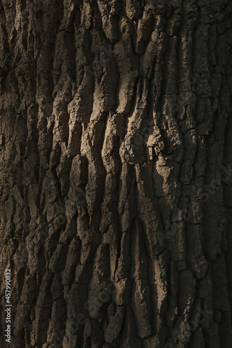 A close-up of the bark of an Oak tree