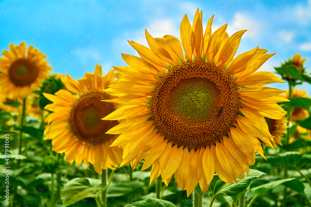 sunflowers on a field on a sunny day. Flowers under blue sky. Sunflower oil production. Landscape nature background. Place for your text. Sunflower cultivation at sunrise. Beautiful field of blooming