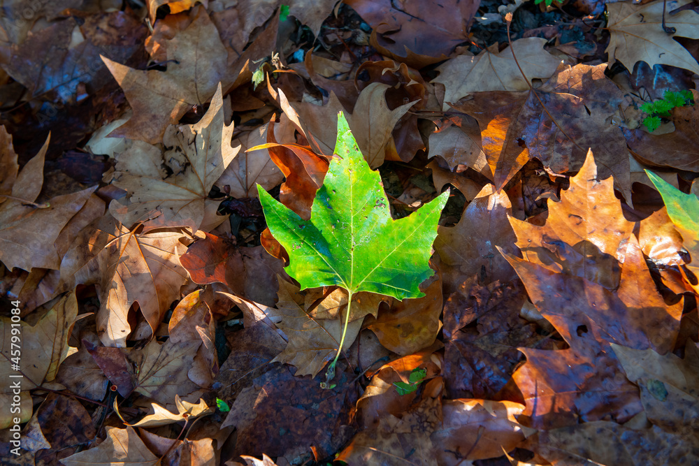 Primo piano di foglia verde su tappeto di foglie secche. Platano. Autunno Primo piano di foglia verde su tappeto di foglie secche. Platano. Autunno