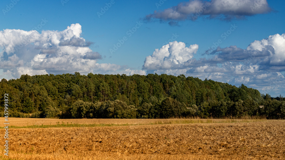 A beautiful summer landscape with a wild field in the foreground and a pine forest in the background. Beautiful clouds. Natural landscape. Environmental concept