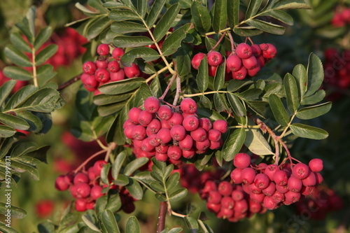 Autumn mountain ash berries in russian village. Season nature in Russia. Fall rowanberry, Crataegosorbus 