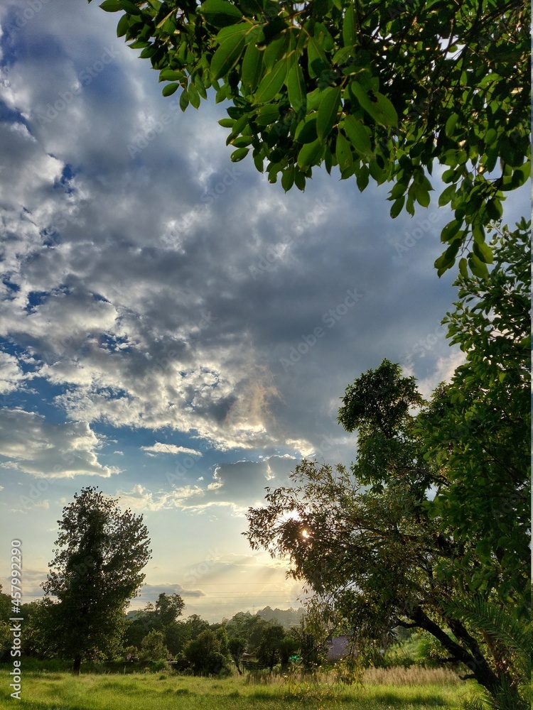 trees and sky trees and sky