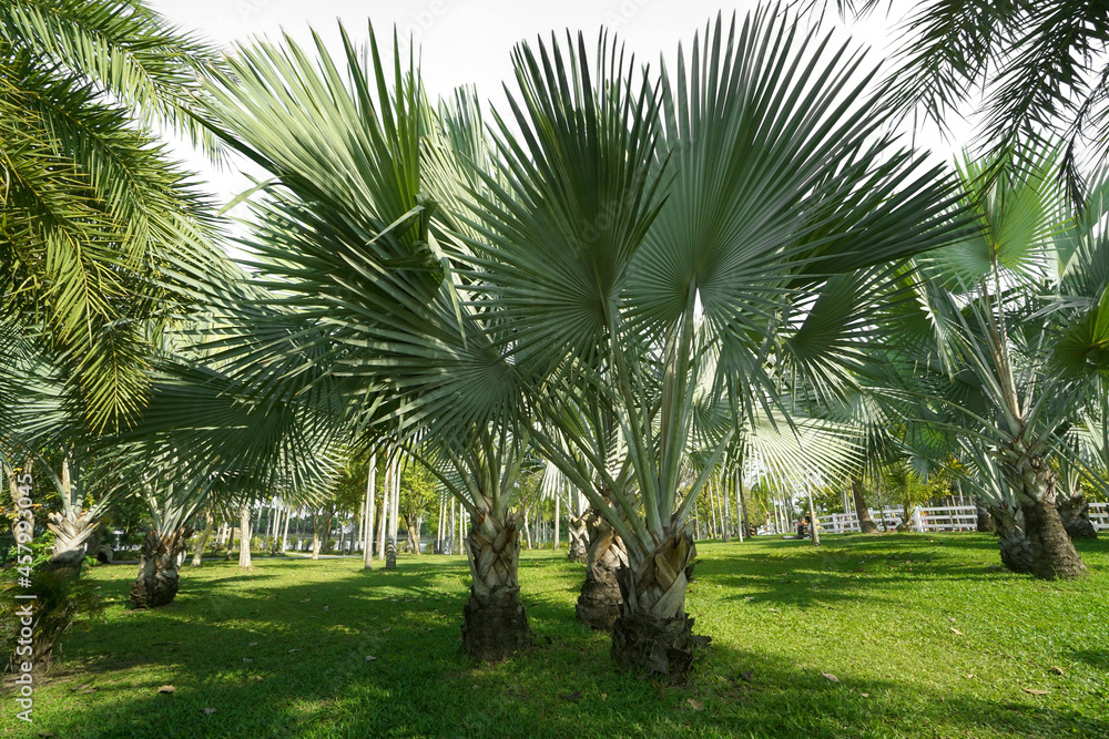 palm trees in the park, green lawn