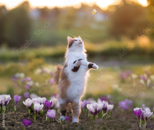 a cute fluffy cat walks through a spring meadow among crocus flowers and catc...