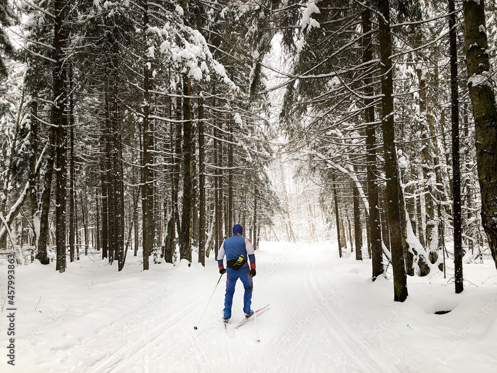 Skier skiing among snow-covered fir trees in the forest. Winter sport and active healthy lifestyle