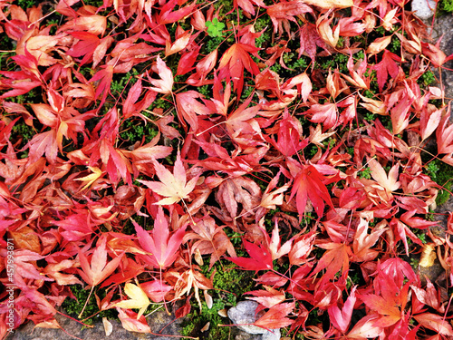 Herbstlaub rot