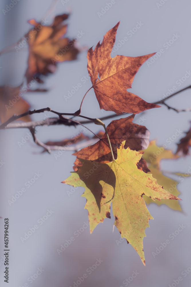 Fototapeta premium autumn leaves in the sun