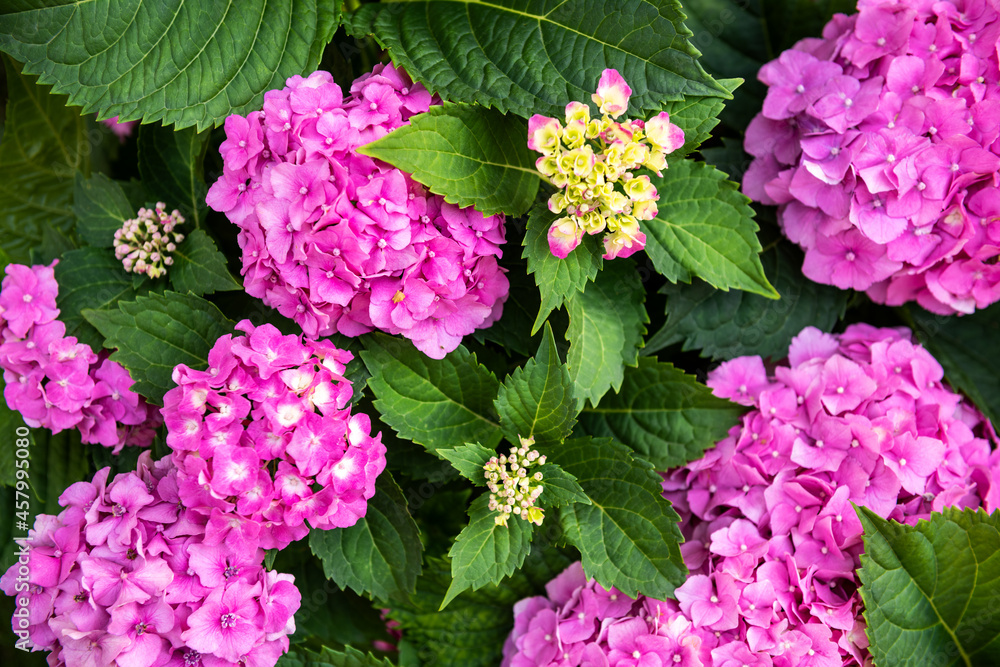 Fototapeta premium Vibrant pink Hydrangea blossoms close up. Hydrangea macrophylla shrub. Hortensia floral background.