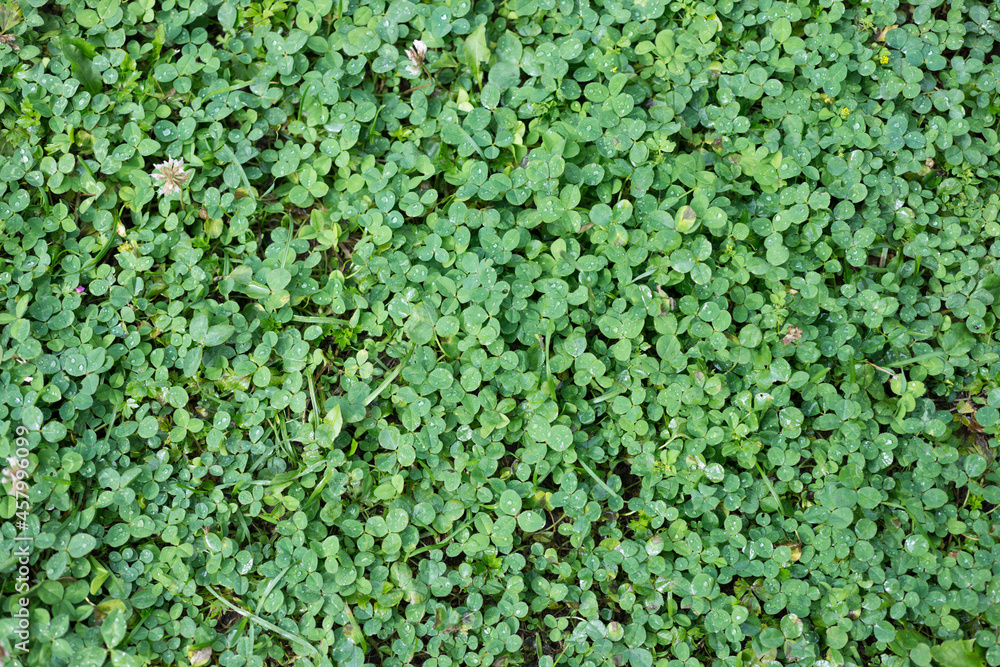 Background of green grass clover Background of green grass clover