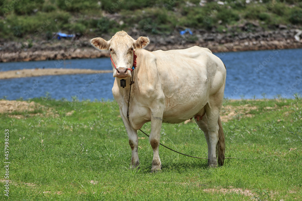 white female cow standing on the grass There is a canal in the back white female cow standing on the grass There is a canal in the back