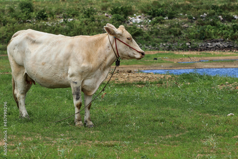 white female cow standing on the grass There is a canal on the side