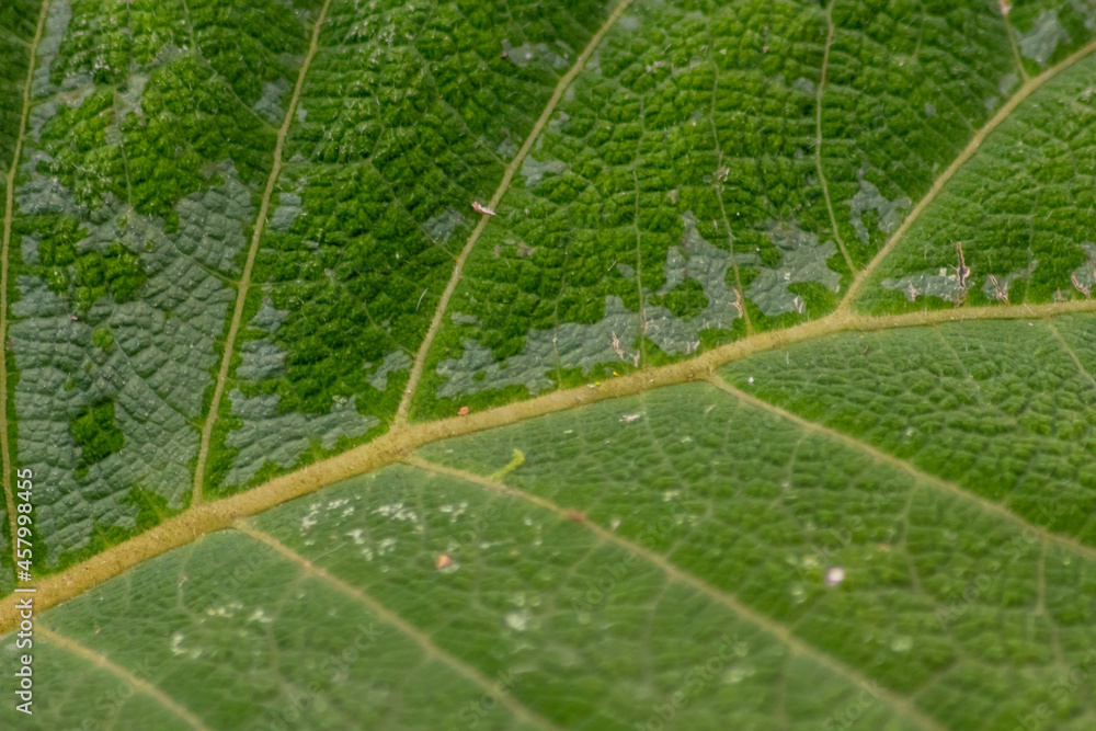 Macro of a rough green leaf with leaf structures and detailed veins is the perfect chlorophyll study object for biology and bio-chemical analysis for pupils, students and teachers at school Macro of a rough green leaf with leaf structures and detailed veins is the perfect chlorophyll study object for biology and bio-chemical analysis for pupils, students and teachers at school