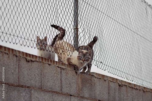 A clowder of three wild grey cats with beautiful eyes behind the fence on a cloudy day photo