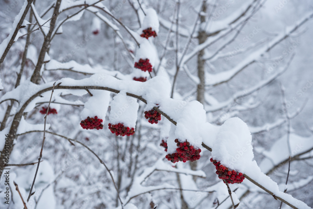 Snowy forest landscape with rowanberry  tree. Jura, France. Snow covered bunches of red rowan berry. Winter nature background.