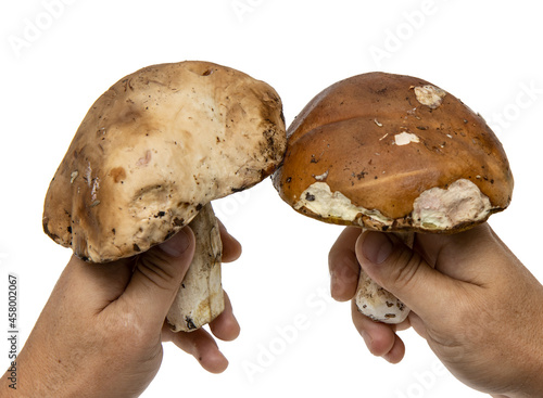 white forest mushrooms on a white background