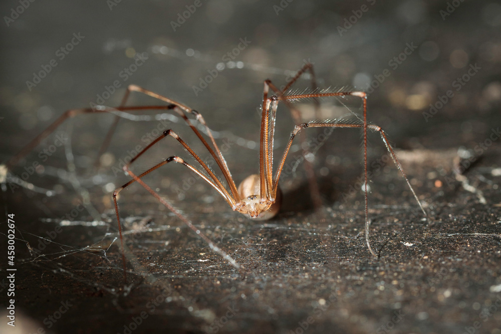 Daddy Long Legs, Hughes, ACT, September 2021