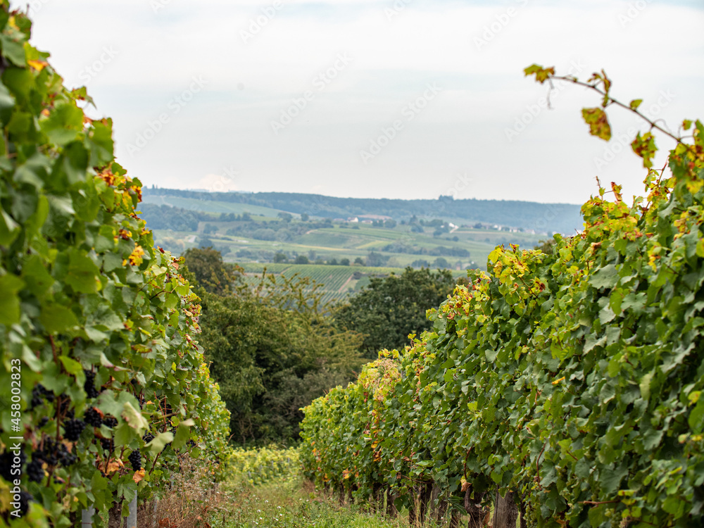 At the vineyard between vines in the Rheingau area.