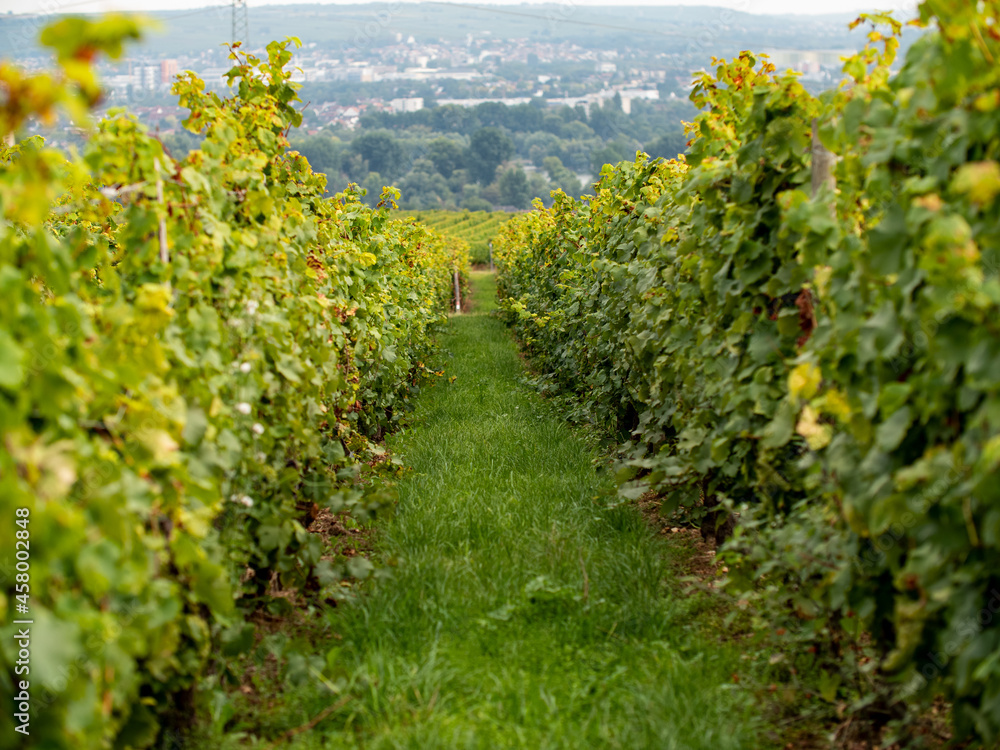View through vines in the Rheingau area. 