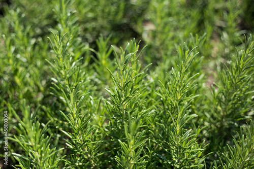 Fresh Rosemary Herb grow outdoor. Plant Ready to Cook, healthy food concept, top view. Organic farming. Home Gardening. Ingredients for dish