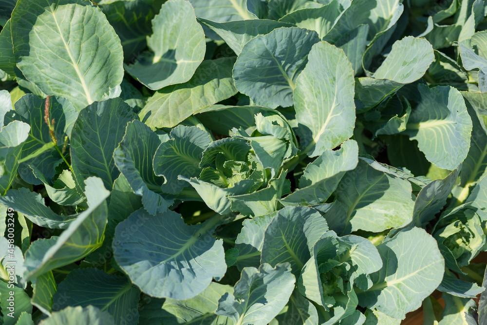 Naklejka premium Green Cabbage grow in the garden. Agriculture. Healthy food concept. The cultivation of plant. Organic farming. Top view