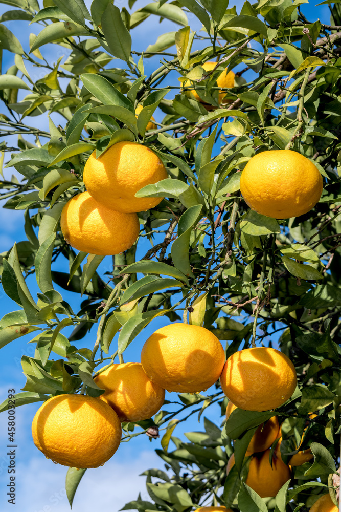 Grapefruit (Citrus paradisi) in orchard, Abkhazia