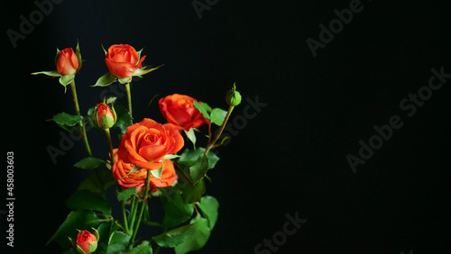 Close-up of a rose bush flower on an black isolated background. Gift for a woman  mother  grandmother  wife on March 8  Women s Day  Mother s Day  birthday  Valentine s Day
