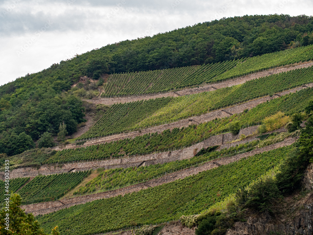 Rheingauer Weinberg, steile Felswände mit Rebenreihen im September. Anbau von Riesling und anderen Rebsorten.