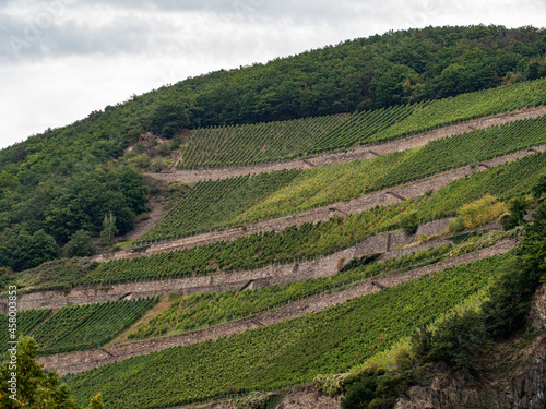 Rheingauer Weinberg, steile Felswände mit Rebenreihen im September. Anbau von Riesling und anderen Rebsorten.