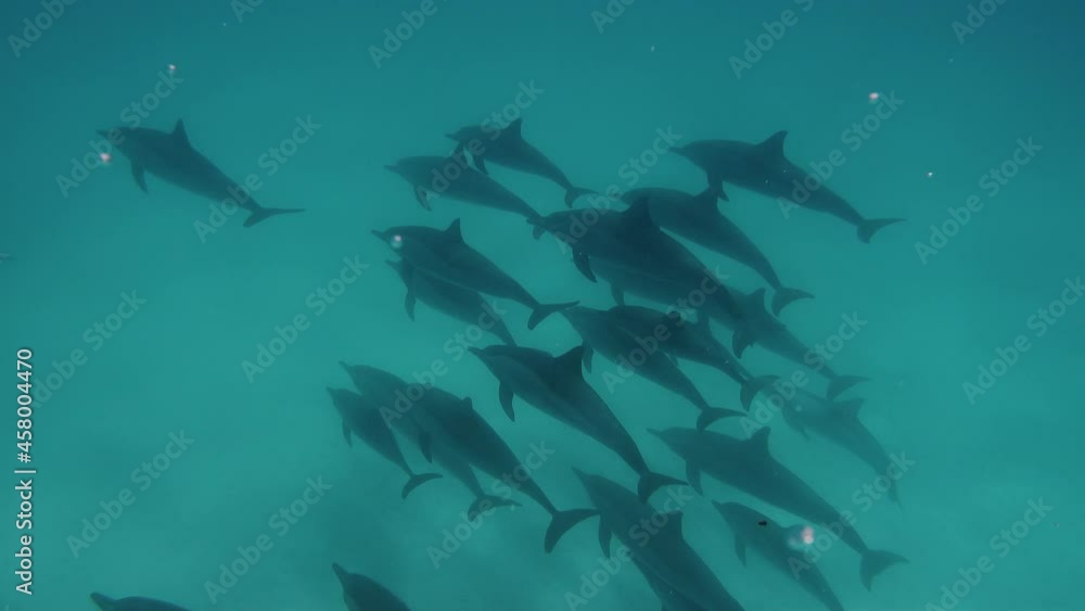 Cute dolphins flock deep into the sea. Smart and beautiful cetaceans swim in their underwater home. Clear water of Red Sea in Egypt. Group of cute free bottlenose dolphins swim on a shallow reef. Cute dolphins flock deep into the sea. Smart and beautiful cetaceans swim in their underwater home. Clear water of Red Sea in Egypt. Group of cute free bottlenose dolphins swim on a shallow reef.