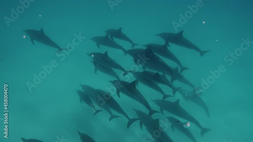 Cute dolphins flock deep into the sea. Smart and beautiful cetaceans swim in their underwater home. Clear water of Red Sea in Egypt. Group of cute free bottlenose dolphins swim on a shallow reef. photo