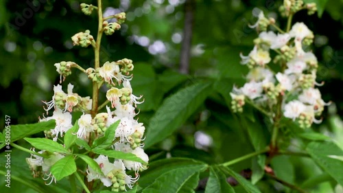 Inflorescence with white flowers of the horse chestnut tree