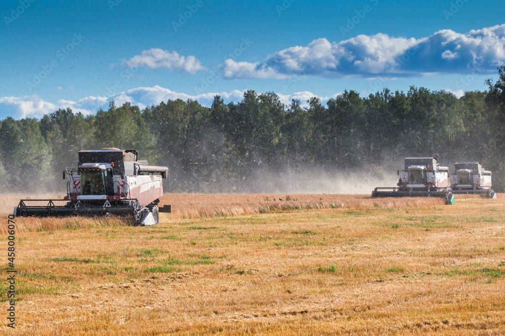 Fototapeta premium Modern combine harvesters working in the field on a clear sunny day