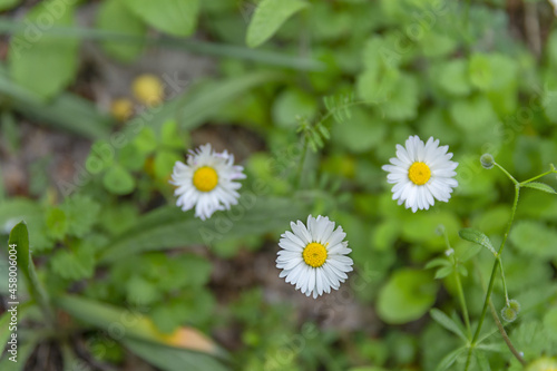 Three daisys on a meadow in spring - Image