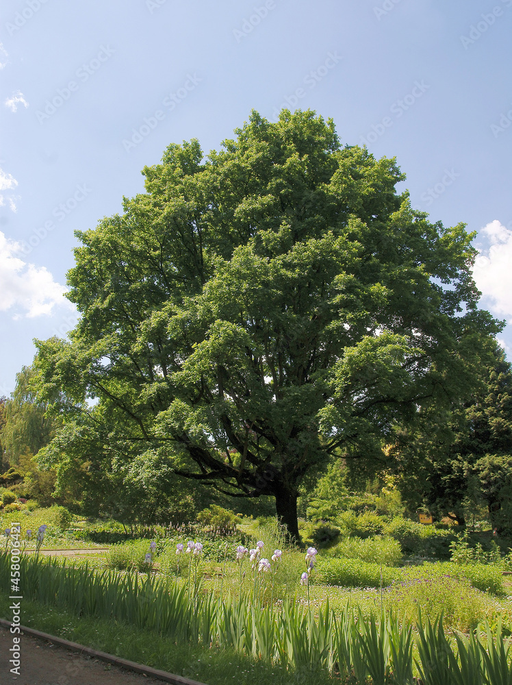 huge oak - quercus robur  tree in park scenic