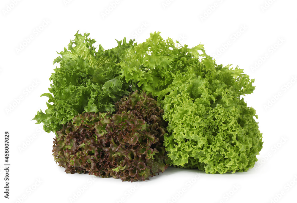Different sorts of lettuce on white background Different sorts of lettuce on white background