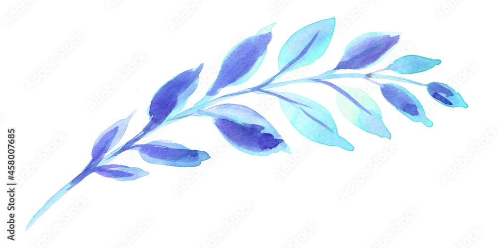 Winter branch for Christmas, blue color. Isolated, white background. Watercolor hand painted illustrations