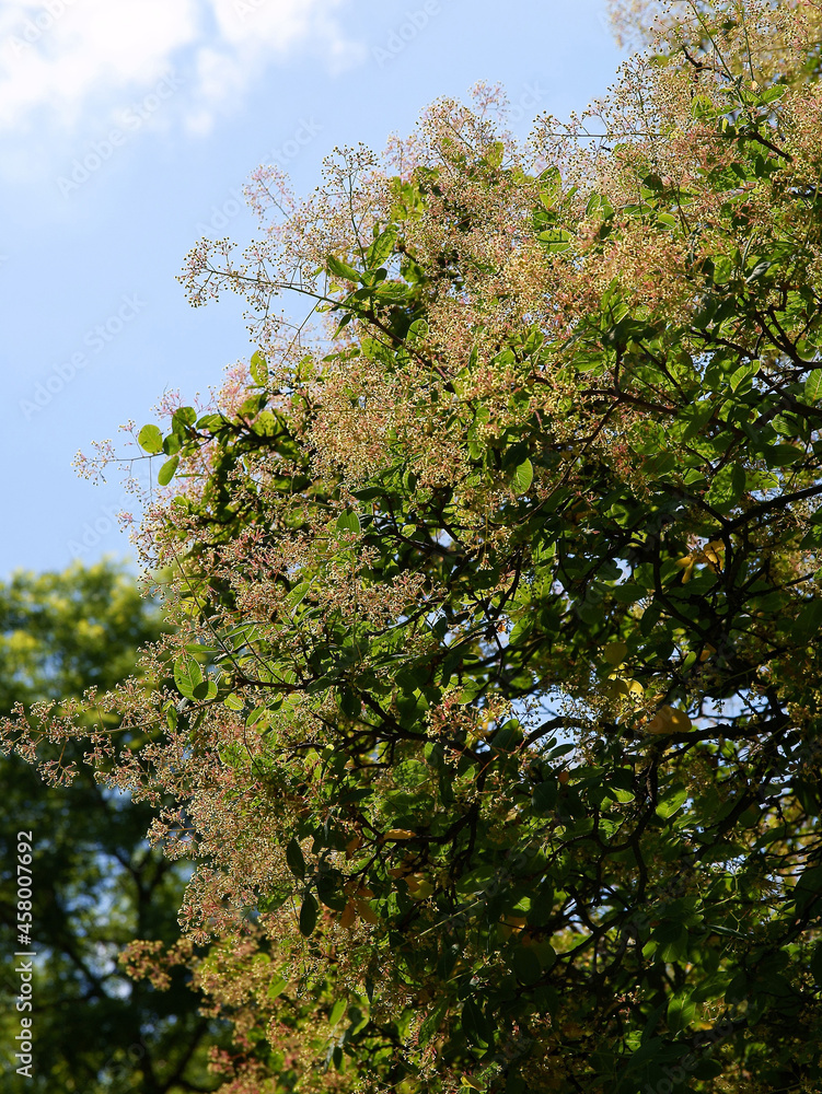 tree Cotinus coggygria in park at spring tree Cotinus coggygria in park at spring
