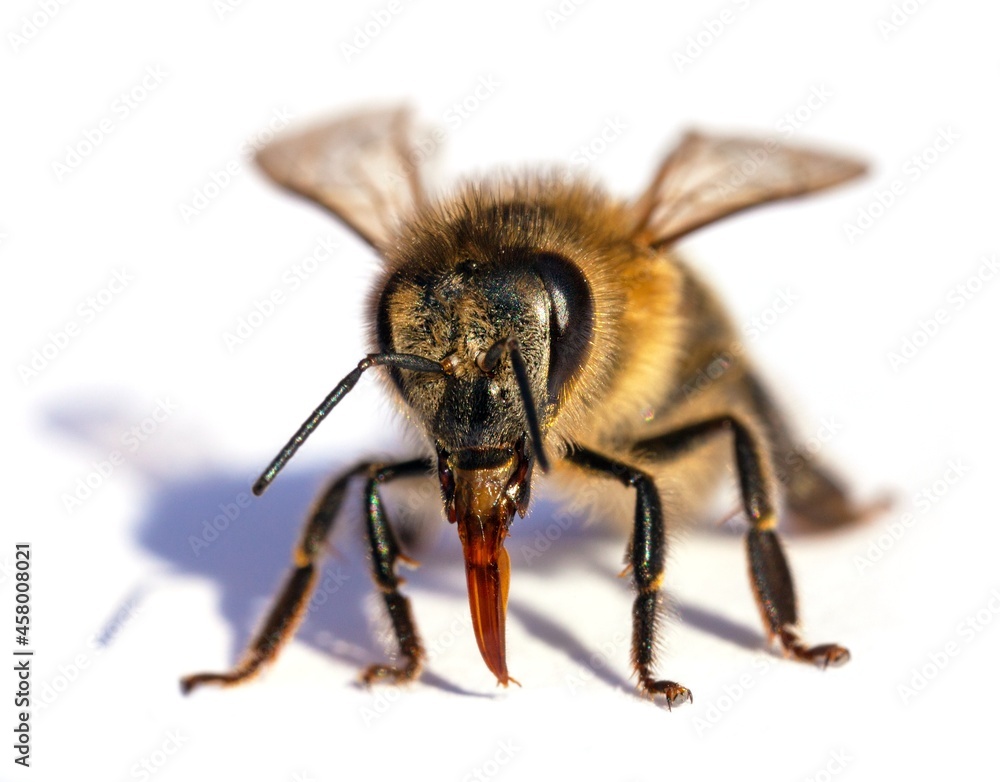 bee or honeybee Apis Mellifera isolated on white bee or honeybee Apis Mellifera isolated on white