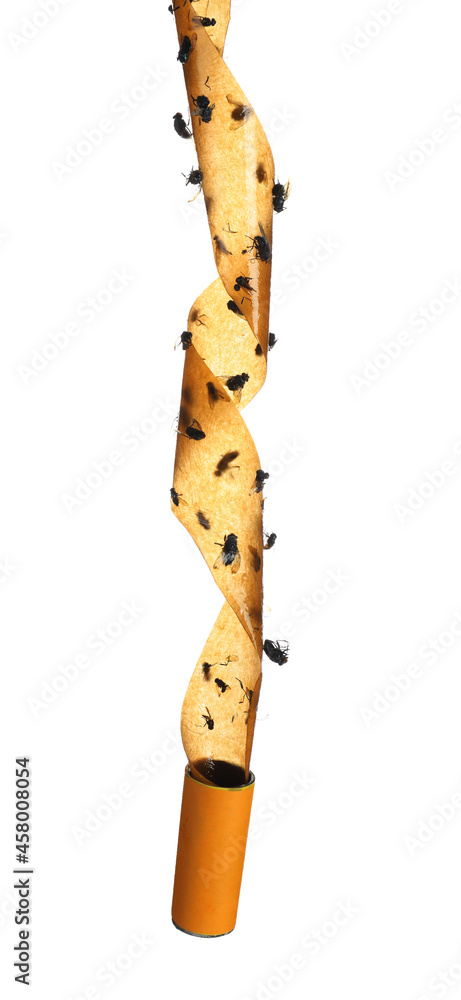 Sticky insect tape with dead flies isolated on white Sticky insect tape with dead flies isolated on white