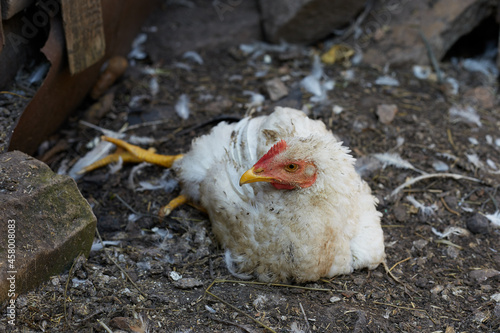 A broiler chicken is sick she has bad legs lives on a farm
