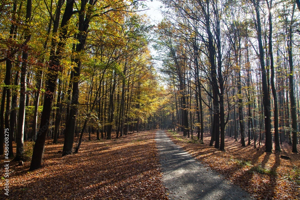 Fototapeta premium Autumn forest road in deciduous beech woodland